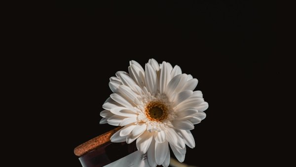 提升用户体验：购买按钮为何成为您网站的游戏规则改变者